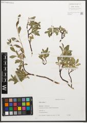 Foto von Salix retusa L.